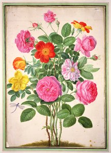 Güller, Nassau Florilegium